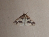 Mottled umber moth 