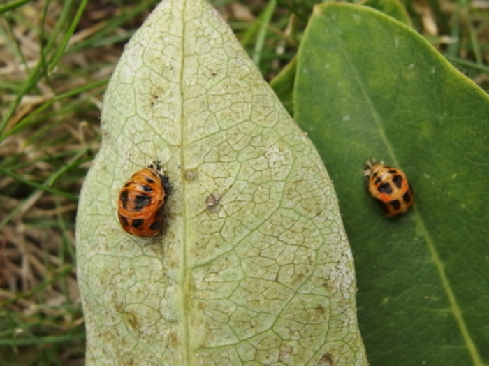 UID Ladybird 1 Copyright: Richard Bigg