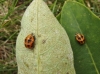 UID Ladybird 1 