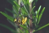 Vespula germanica