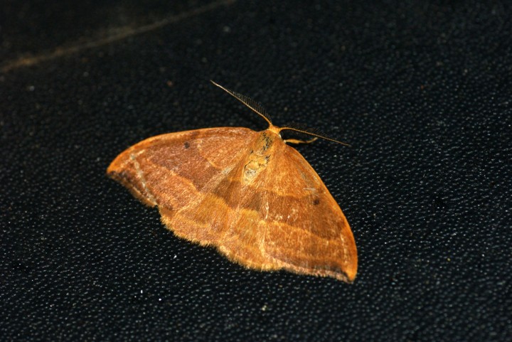 Barred Hook-tip Copyright: Ben Sale