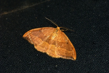 Barred Hook-tip Copyright: Ben Sale