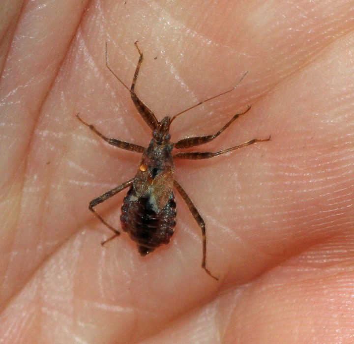 Himacerus mirmicoides  (Ant Damsel Bug) 2 Copyright: Graham Ekins
