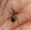 Himacerus mirmicoides  (Ant Damsel Bug) 2 Copyright: Graham Ekins