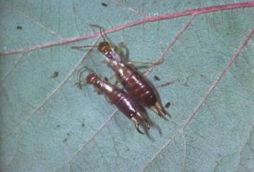 Forficula lesnei Copyright: Peter Harvey