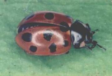 Coccinella undecimpunctata Copyright: Paul Mabbott