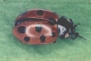 Coccinella undecimpunctata