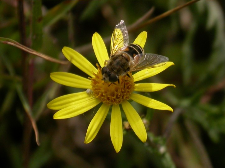 Eristalis sp Copyright: Malcolm Riddler