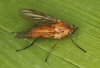 Rhagio tringarius