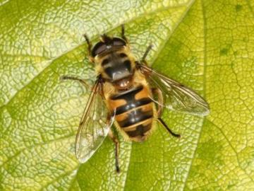 Myathropa florea Copyright: Peter Harvey