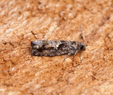 Epinotia immundana 1 Copyright: Ben Sale