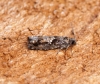 Epinotia immundana 1 Copyright: Ben Sale