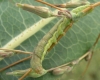 Small Ranunculus larva 