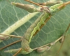 Small Ranunculus larva