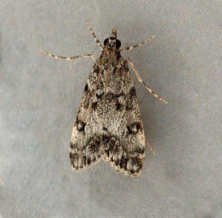 Eudonia lacustrata 3 Copyright: Graham Ekins