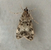 Eudonia lacustrata 3