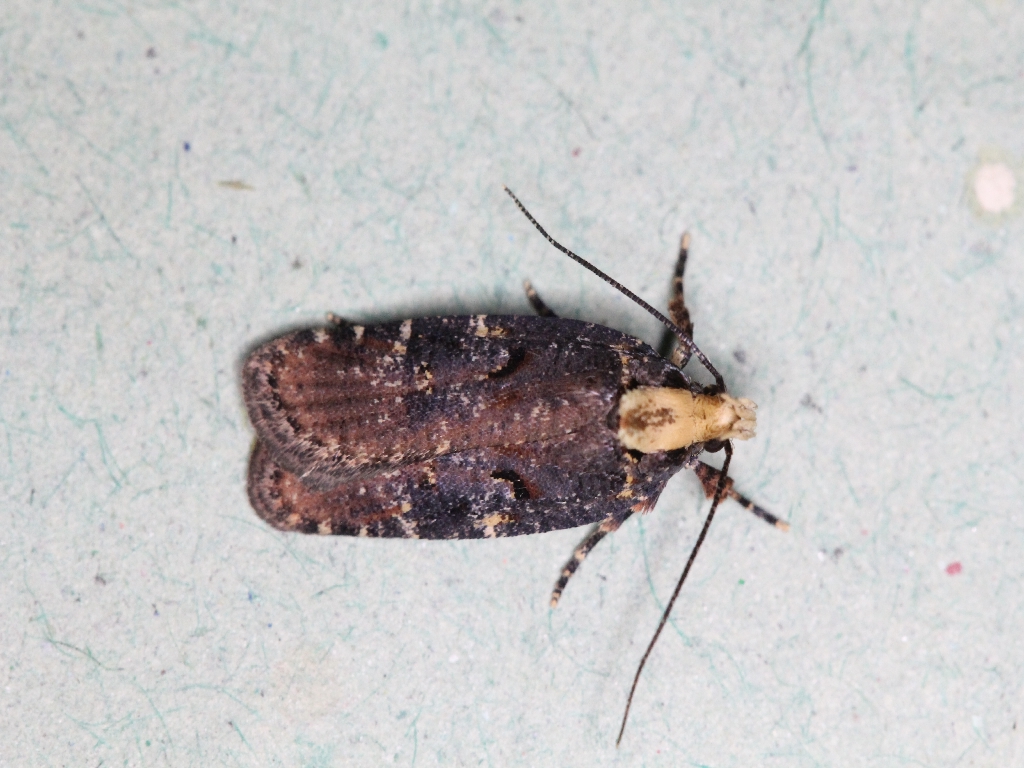 2.Agonopterix liturosa Copyright: Peter Furze