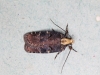 2.Agonopterix liturosa Copyright: Peter Furze