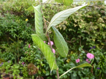 Poplar Hawk-moth caterpillars Copyright: Kathy Greenwood