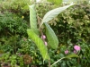 Poplar Hawk-moth caterpillars