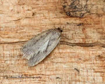 Agonopterix heracliana 4 Copyright: Graham Ekins