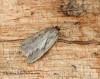 Agonopterix heracliana 4 Copyright: Graham Ekins