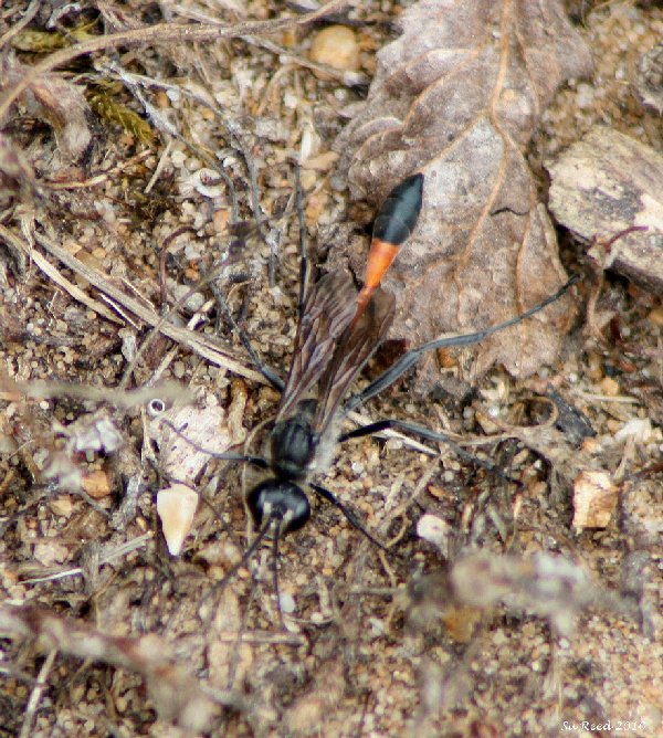 Ammophila sabulosa Copyright: Su Reed