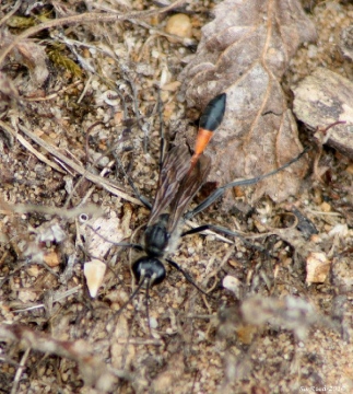 Ammophila sabulosa Copyright: Su Reed