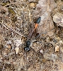 Ammophila sabulosa Copyright: Su Reed