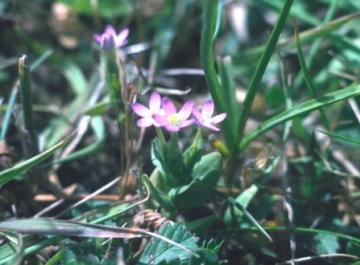 Centaurium pulchellum Copyright: Peter Harvey