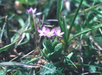 Centaurium pulchellum Copyright: Peter Harvey