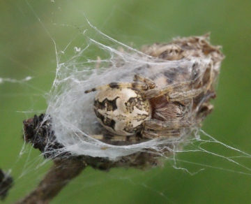 Larinioides cornutus Copyright: Robert Smith