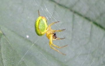 Araniella cucurbitina 3 Copyright: Peter Pearson