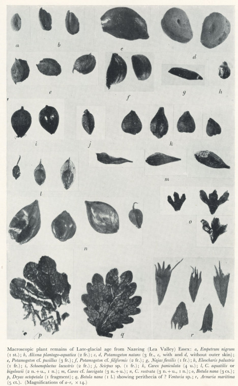 Macroscopic Plant Remains 3 Nazeing Late Glacial Copyright: H Godwin 1956
