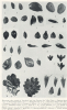 Macroscopic Plant Remains 3 Nazeing Late Glacial 