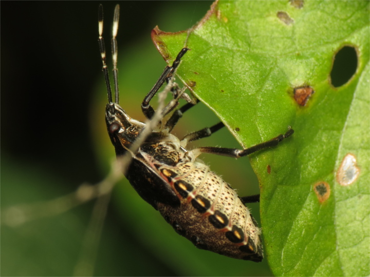 Rhaphigaster nebulosa late instar nymph 20150925-4619 Copyright: Phil Collins