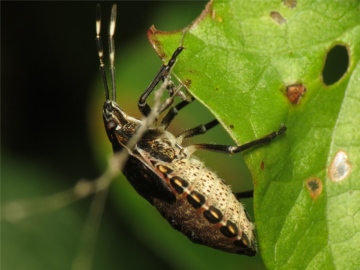 Rhaphigaster nebulosa late instar nymph 20150925-4619 Copyright: Phil Collins