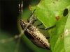 Rhaphigaster nebulosa late instar nymph 20150925-4619