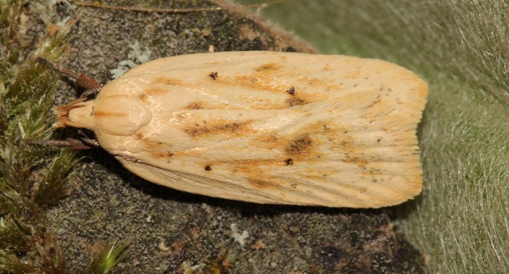 Agonopterix kaekeritziana 2 Copyright: Peter Furze