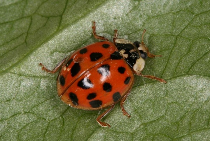 Harlequin ladybird var Copyright: Peter Harvey