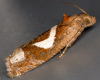 Epiblema foenella 10-07-2023 Copyright: Bill Crooks
