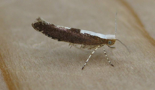 Argyresthia semifusca. Copyright: Stephen Rolls