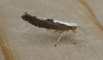 Argyresthia semifusca. Copyright: Stephen Rolls