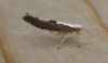 Argyresthia semifusca.