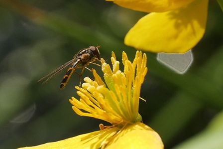 Melanostoma scalare female on Marsh Marigold Copyright: Roger Payne