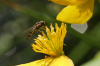 Melanostoma scalare female on Marsh Marigold