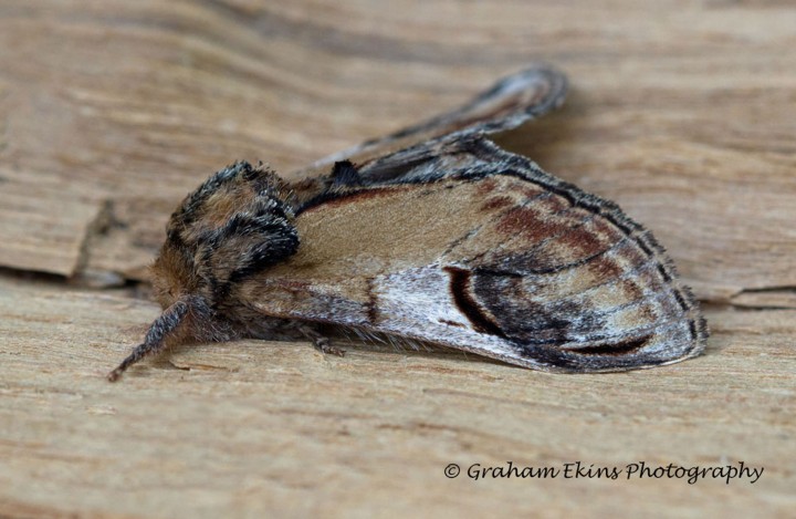 Pebble Prominent  Notodonta ziczac Copyright: Graham Ekins