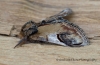 Pebble Prominent  Notodonta ziczac Copyright: Graham Ekins