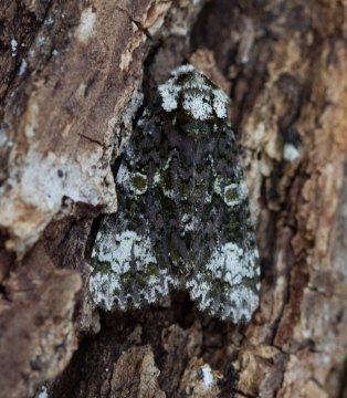 Coronet  Craniophora ligustri 1 Copyright: Graham Ekins