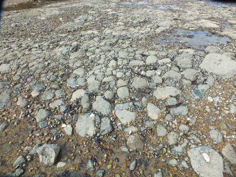 Shore below the sea wall Copyright: Peter Pearson